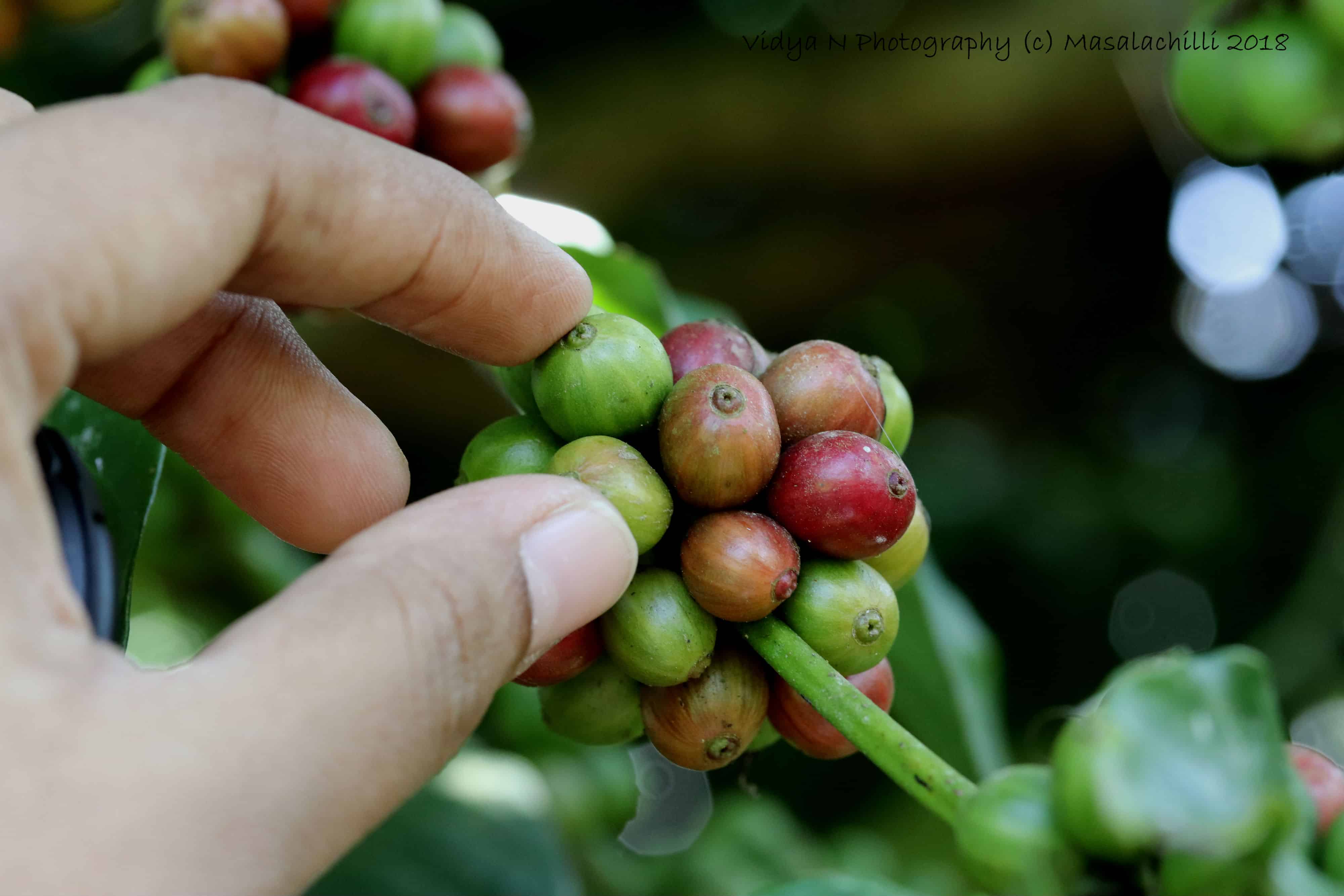 Coffee 1