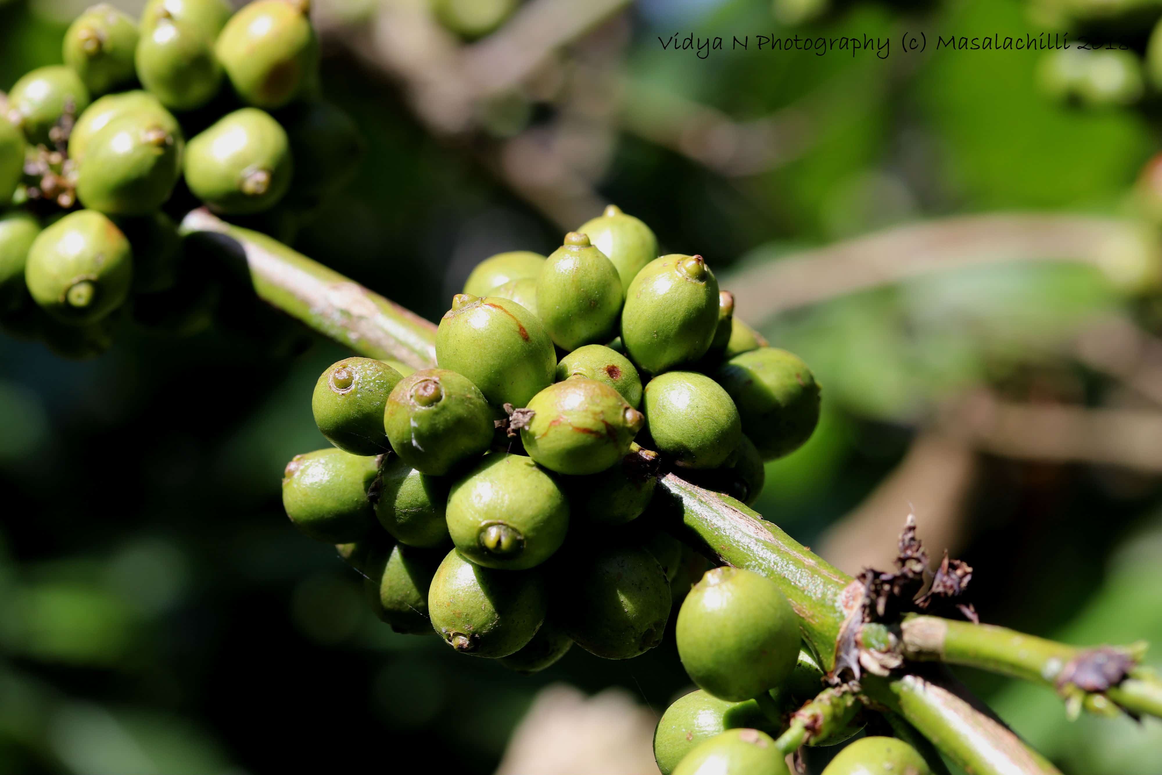 Coffee 2