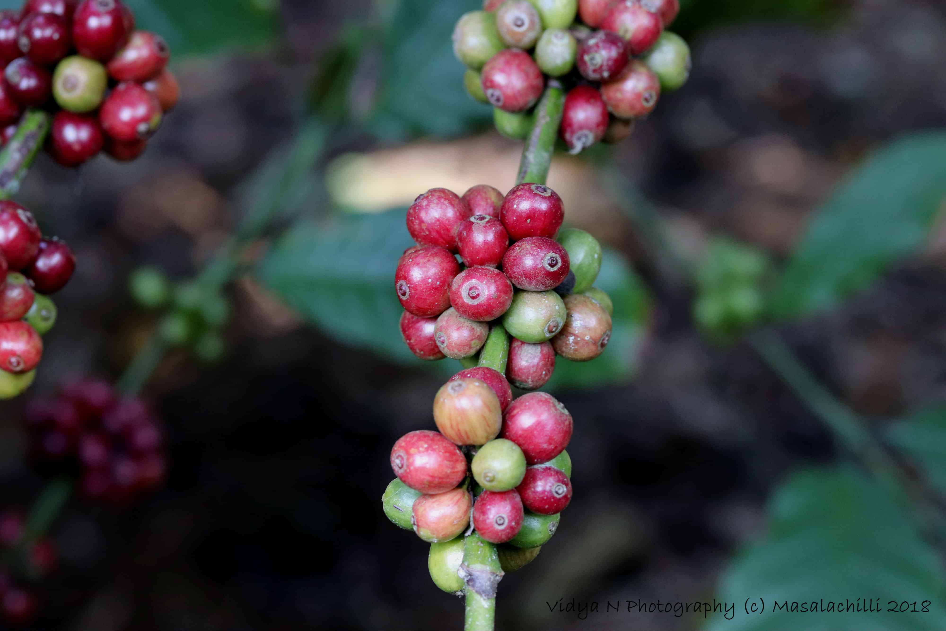coffee 4.jpg