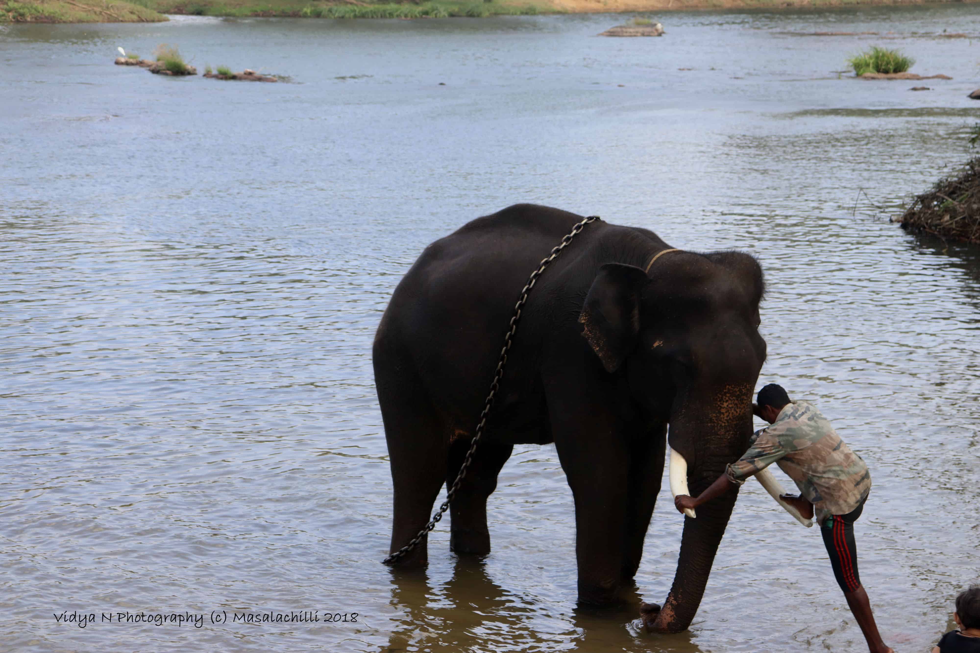 Dubare Elephant Camp 1
