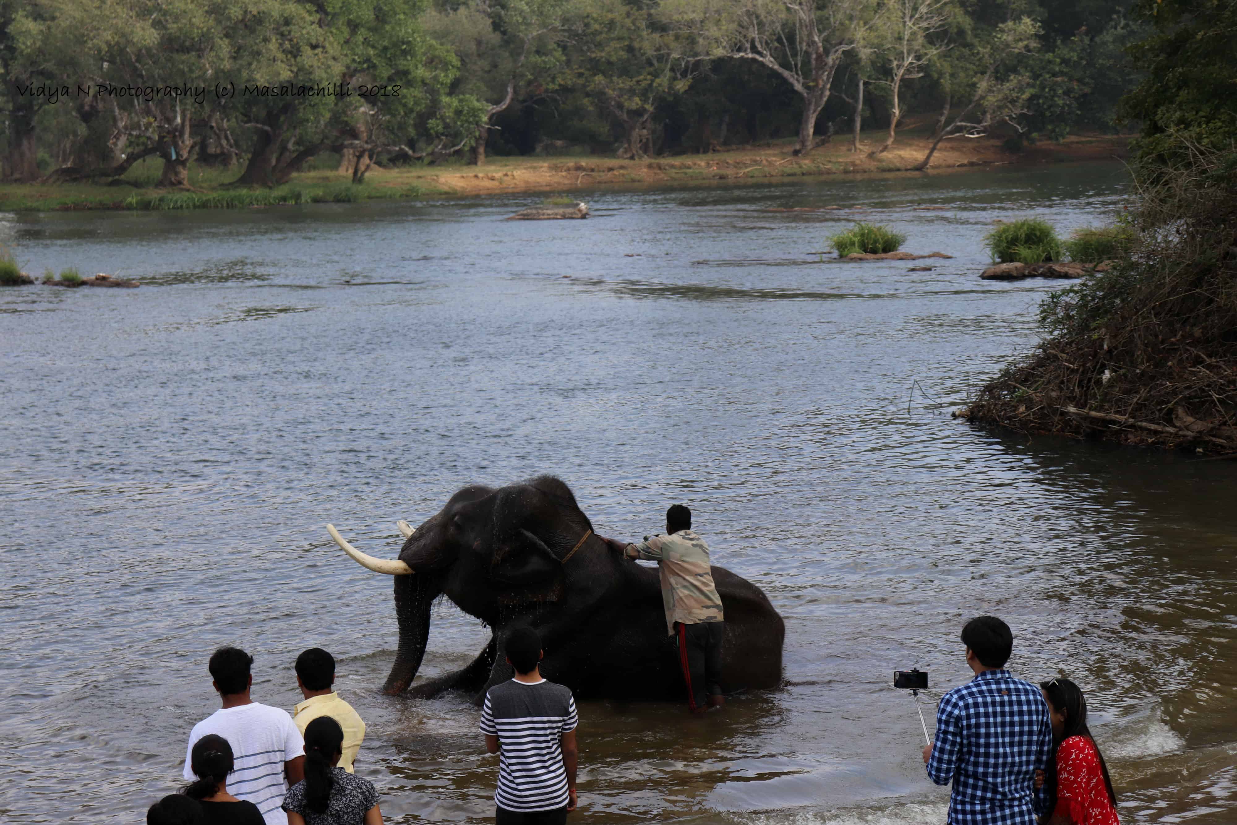 Dubare Elephant Camp 2