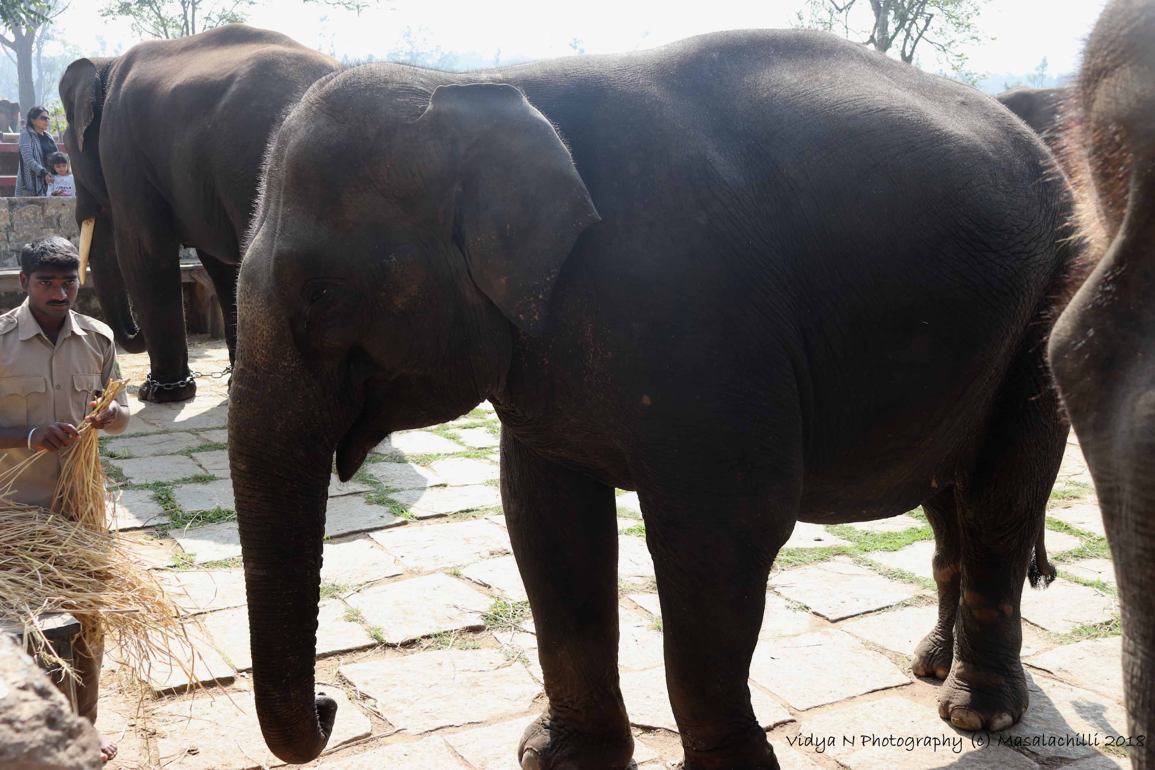 Dubare Elephant Camp 3