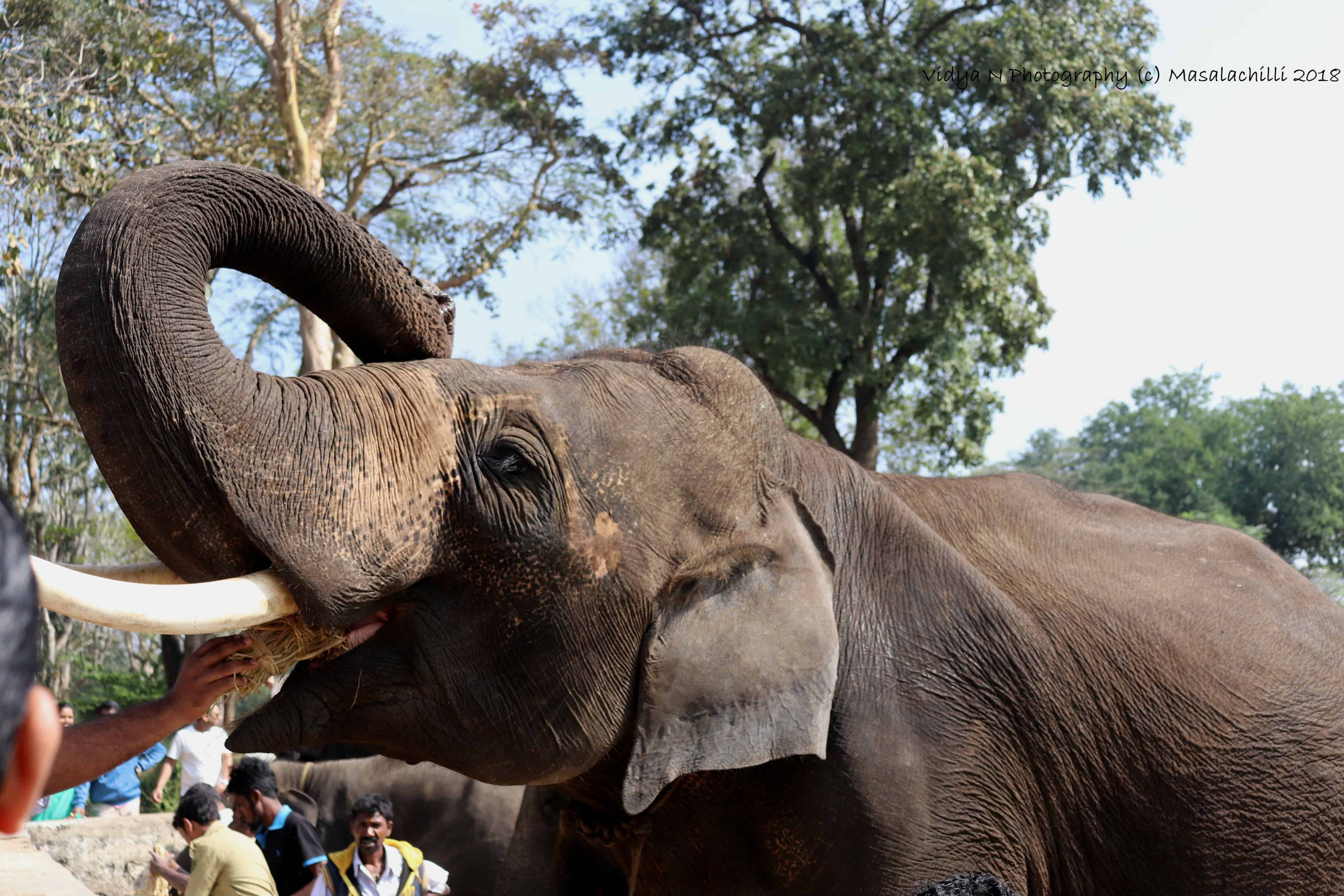 Dubare Elephant Camp 4