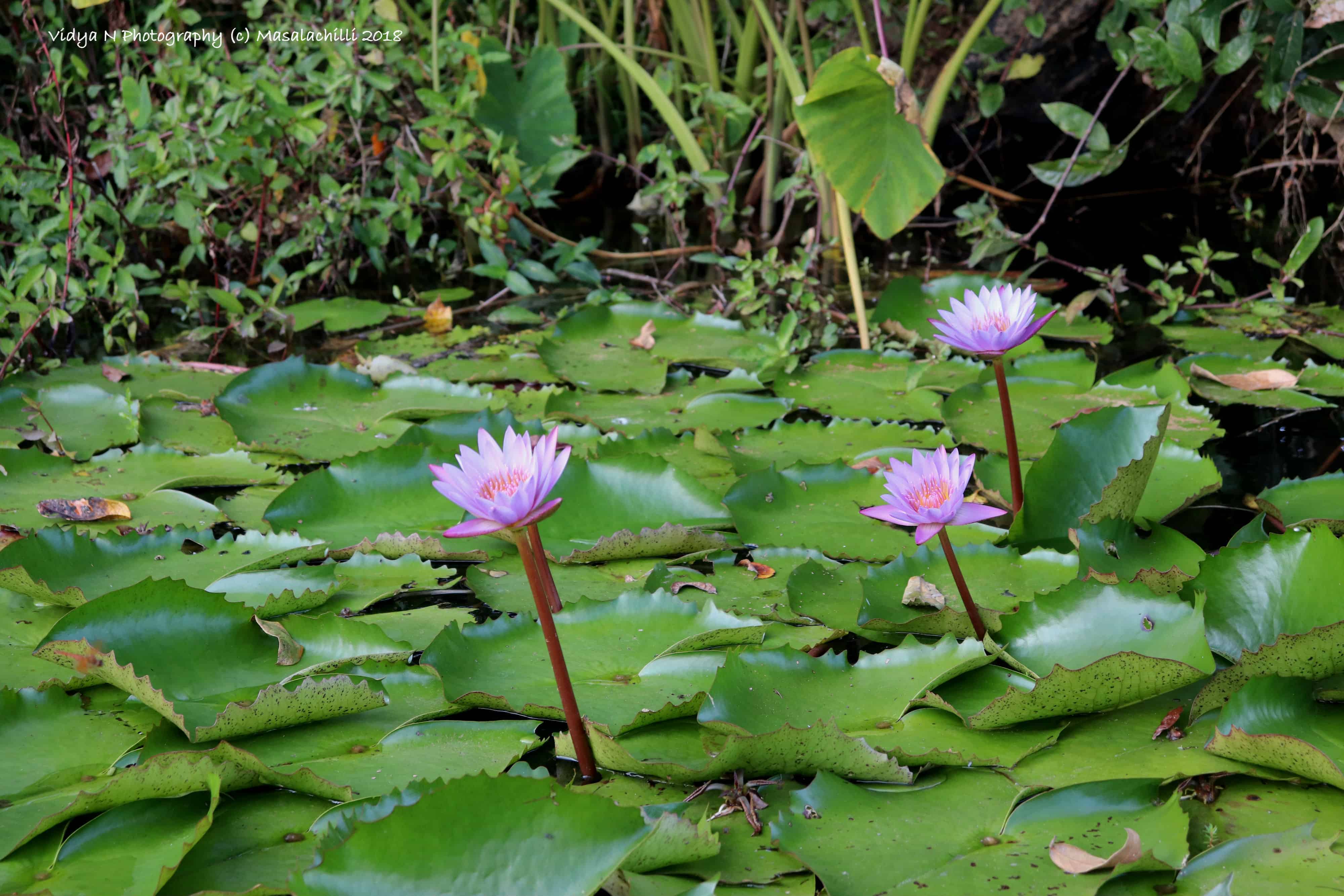 Karalad lake 3.jpg