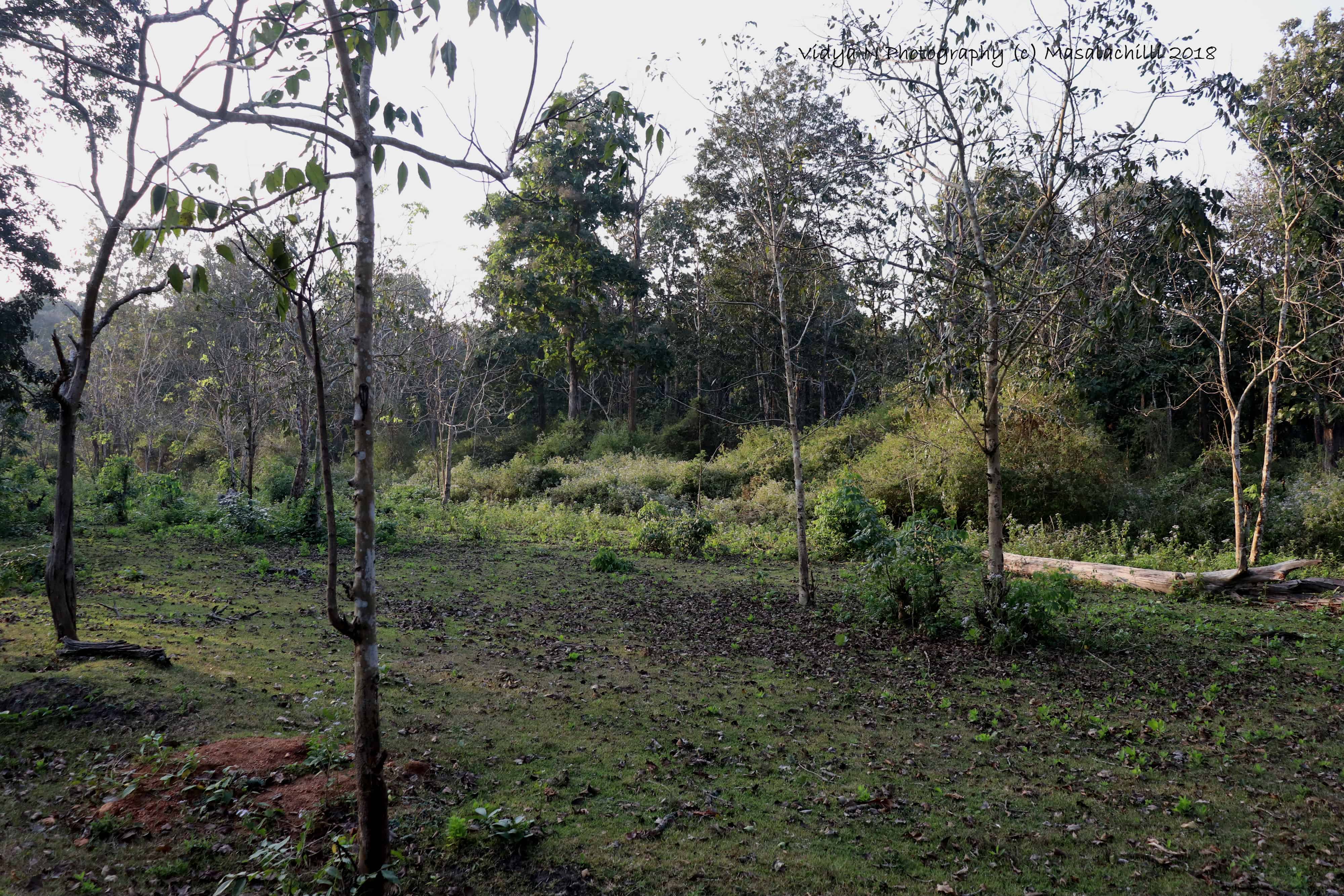 Nagarhole 1