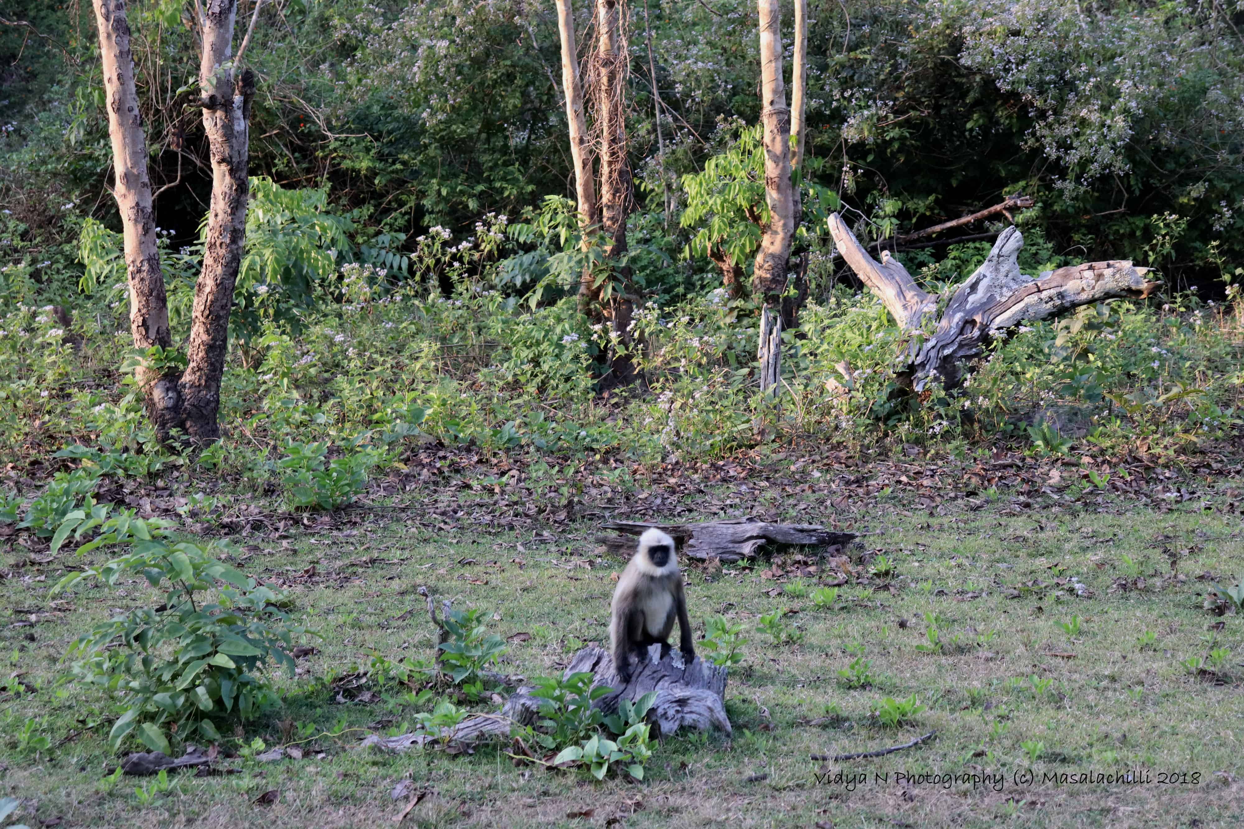 Nagarhole 2