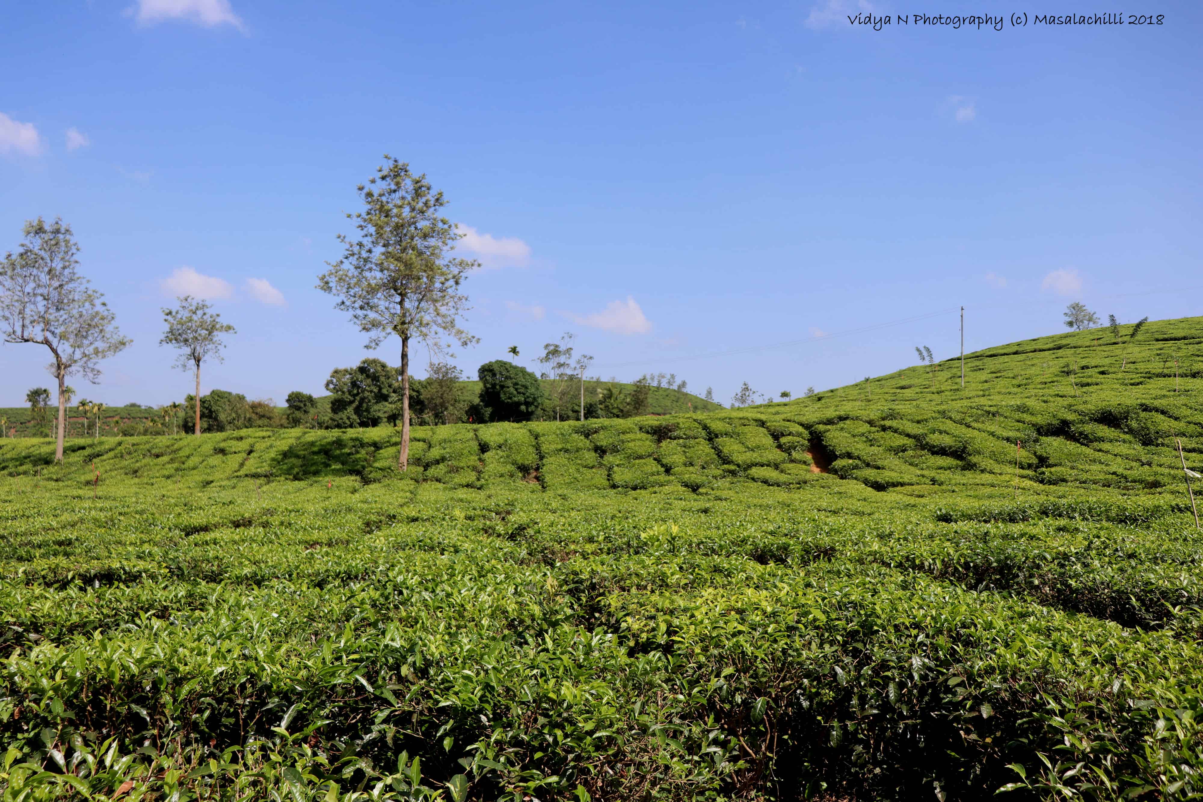 Tea Estate .jpg