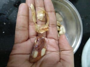 Cooked and peeled jackfruit seeds