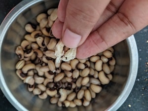 Cooked Karamani