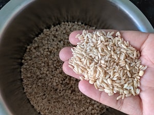 Brown Rice - Sona Masuri
