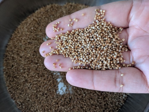 Varagu Arisi or Kodo Millet