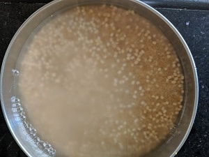 Soaking ingredients for millet dosa