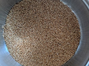Kodo Millet