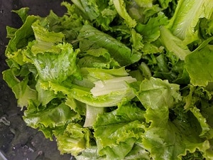 Lettuce Leaves for the salad