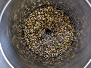 Sprouted Moong Beans for the Chilla