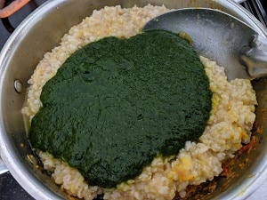 Adding spinach puree to the cooked brown rice and masoor dal